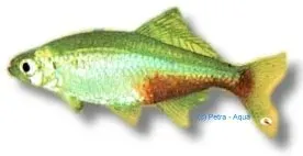 Näsets Aphyocharax rathbuni stimfisk 1,5-2cm blodfena