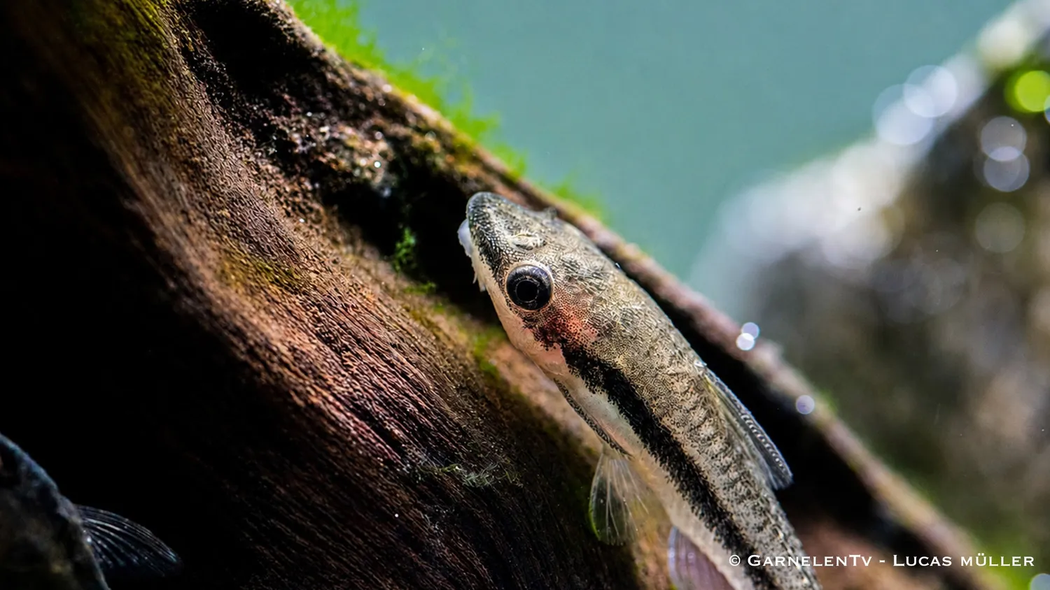 Garnelen TV Otocinclus affinis algätande mal 4–5 cm