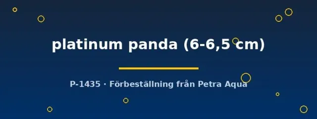Pterophyllum scalare Platinum Panda skalar 6–6,5 cm vit