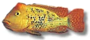 Humphead Geophagus steindachneri honda akvariefisk 4-5 cm