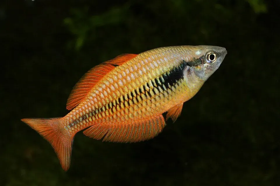 Näsets Ciklidhobby Melanotaenia parva regnbågsfisk 4–5 cm