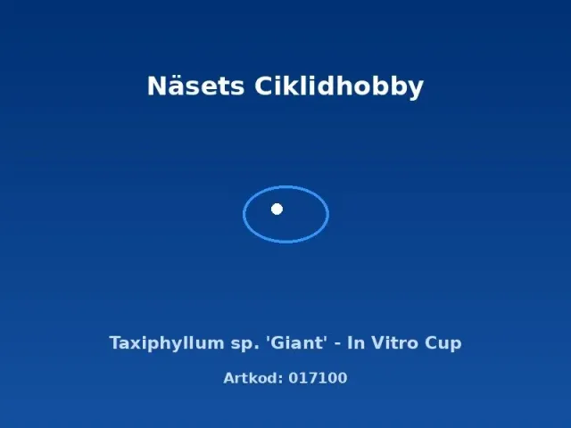Näsets Ciklidhobby Taxiphyllum Giant mossa in vitro-kopp