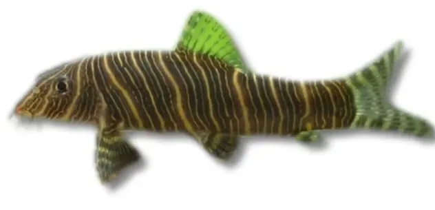 Näsets Ciklidhobby Zebra Loach Botia striata 7-8 cm grönling