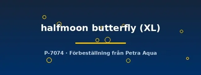 Näsets Ciklidhobby Betta halfmoon butterfly XL hane