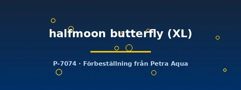 Näsets Ciklidhobby Betta halfmoon butterfly XL hane