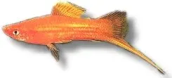 Xiphophorus helleri red svärdbärare 7–8 cm röd