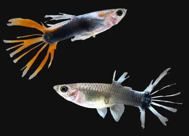 Näsets Ciklidhobby HB Red Crowntail guppy 2–3 cm par