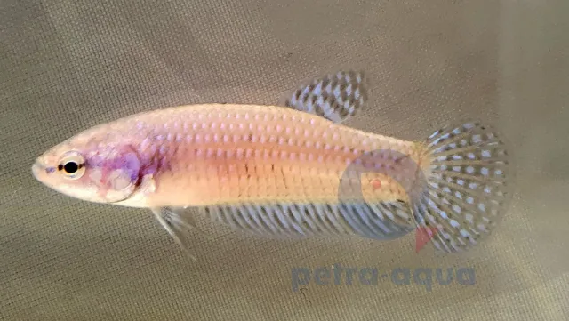 Näsets Ciklidhobby Betta spl. female Alien blue akvariefisk L