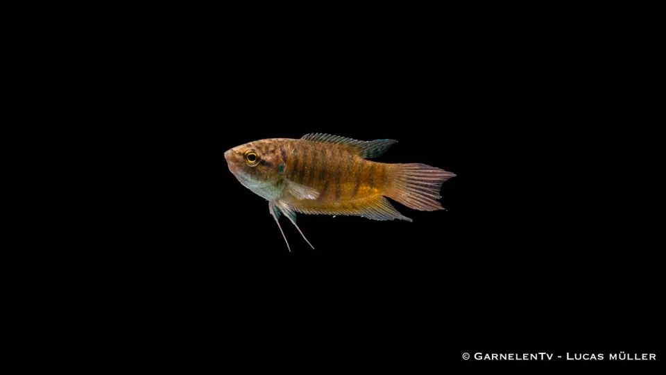 Garnelen TV Makropod Macropodus opercularis akvariefisk röd
