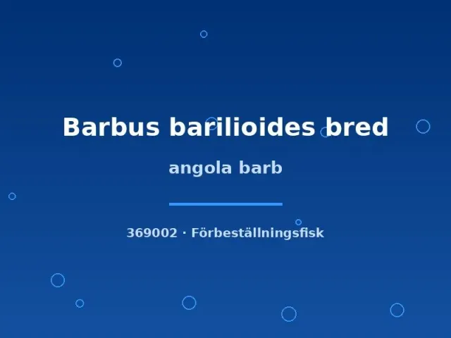 Näsets Ciklidhobby Angola barb Barbus barilioides fisk md–lg stim