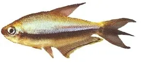 Näsets Ciklidhobby Emperor Tetra akvariefisk 3–4 cm stimfisk