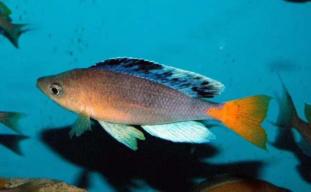 Cyprichromis leptosoma jumbo katete ciklid 5–6 cm Tanganyika