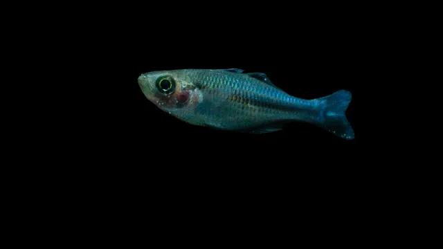 Garnelen TV Melanotaenia lacustris regnbågsfisk blå