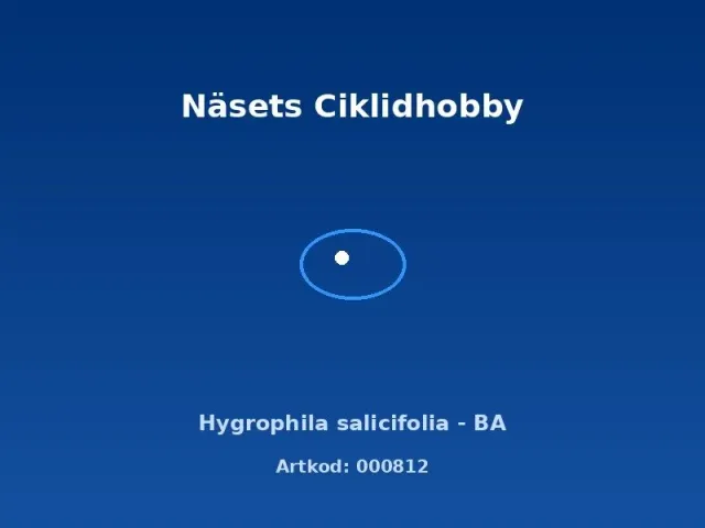 Näsets Ciklidhobby Hygrophila salicifolia akvarieväxt BA