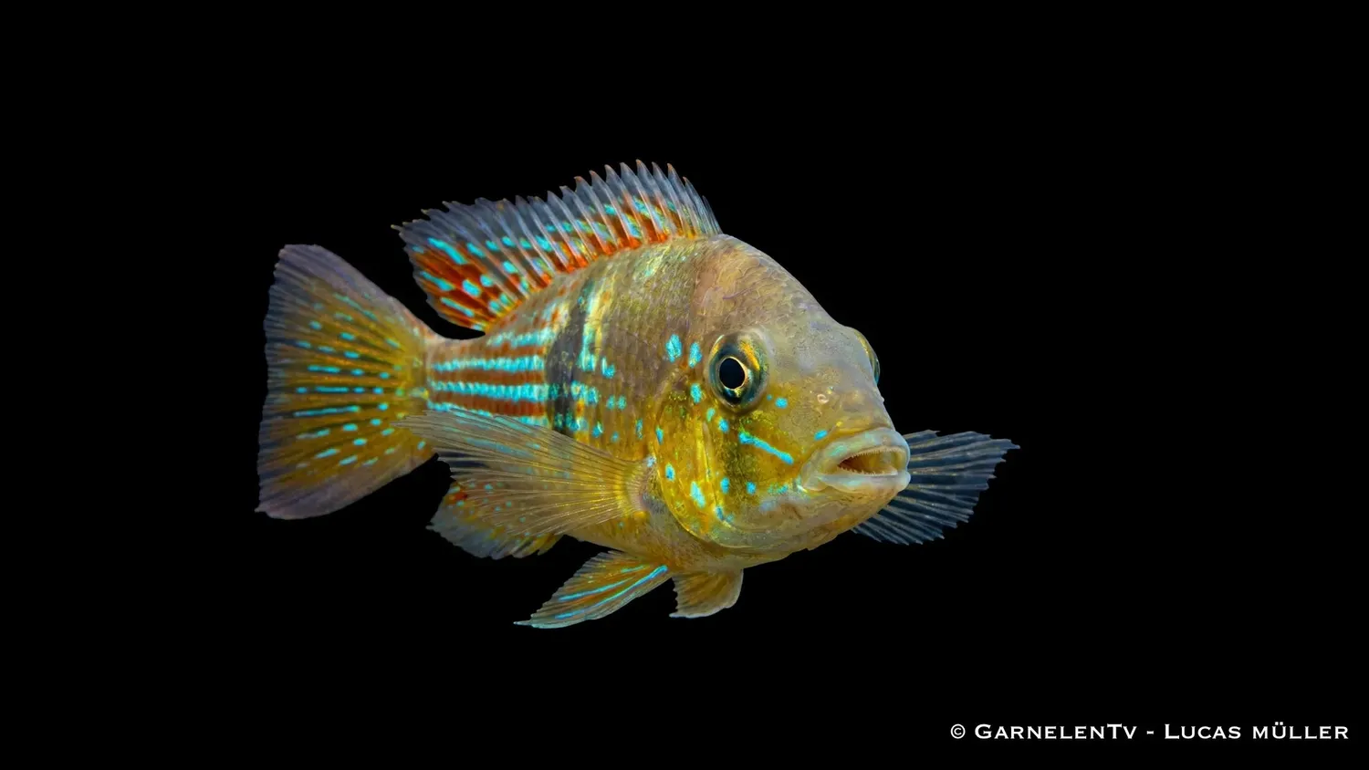Garnelen TV Gymnogeophagus rhabdotus ciklid kalltålig