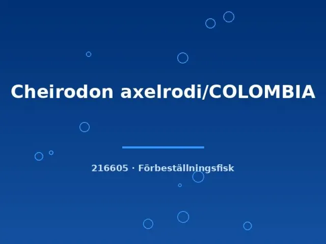 Näsets Ciklidhobby Cheirodon axelrodi Colombia lg tetra stimfisk