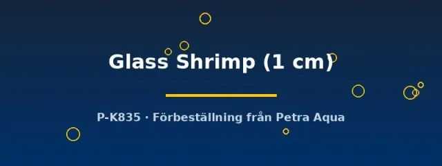 Näsets Ciklidhobby Glass Shrimp räka 1 cm klar