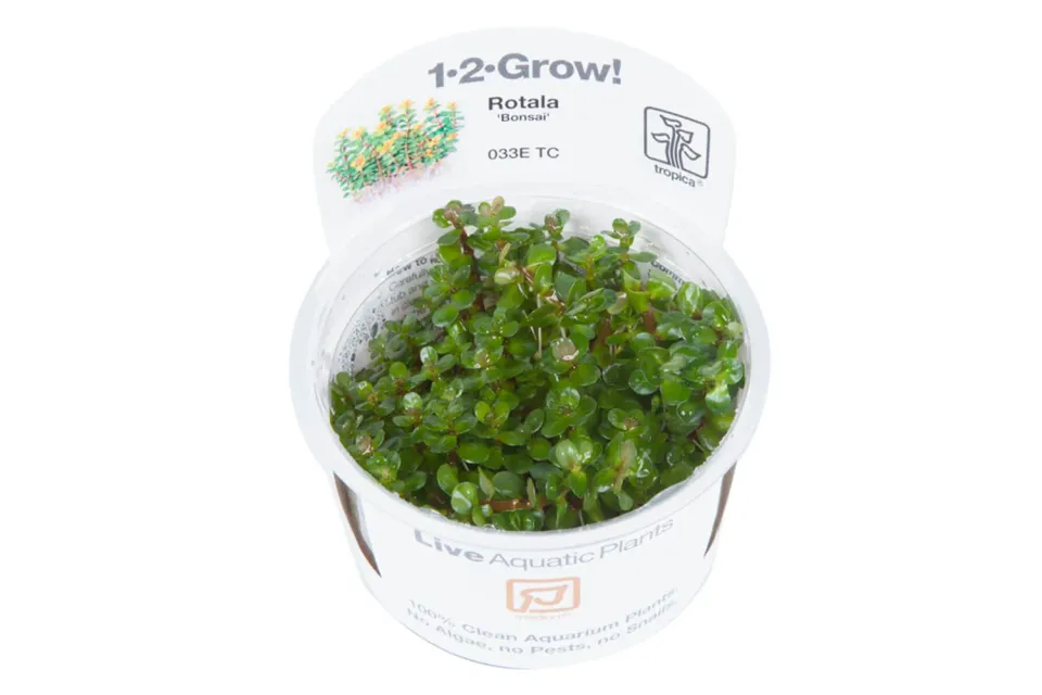 Akvarievalvet Rotala indica Bonsai akvarieväxt kompakt
