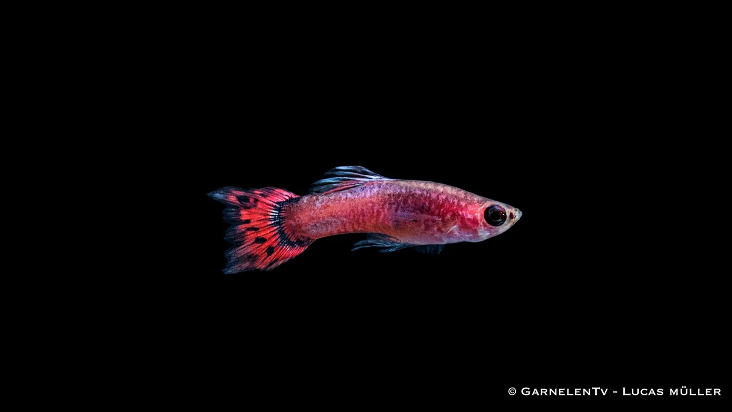Guppy pink hane akvariefisk Poecilia reticulata