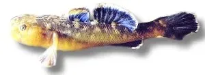 Näsets Ciklidhobby Desert Goby akvariefisk >5,5 cm bottenlevande