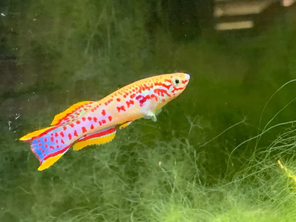Näsets Ciklidhobby Gardneri killi 6–7 cm