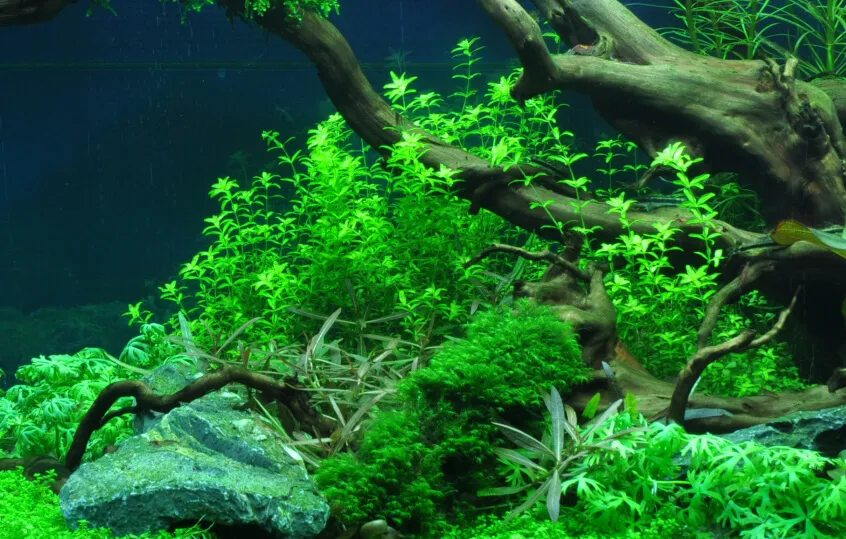 Akvarievalvet Hemianthus micranthemoides akvarieväxt ljusgrön