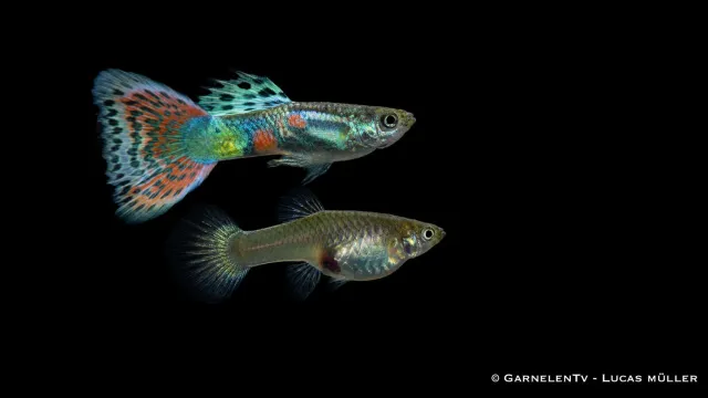 Garnelen TV Guppy Wiener Smaragd Gold par akvariefisk