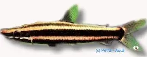 Näsets Anostomus ternetzi akvariefisk 9–12 cm