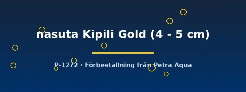 Näsets Ciklidhobby Ophthalmotilapia nasuta Kipili Gold ciklid 4–5 cm