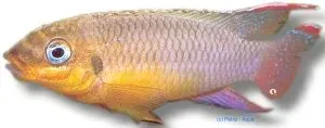 Näsets Ciklidhobby Pelvicachromis taeniatus lobe palettciklid 3-4cm