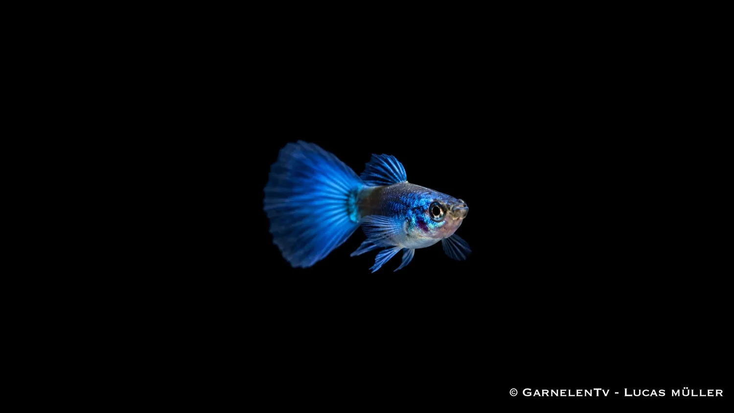 Garnelen TV Blue Moskau Poecilia reticulata guppyhane blå