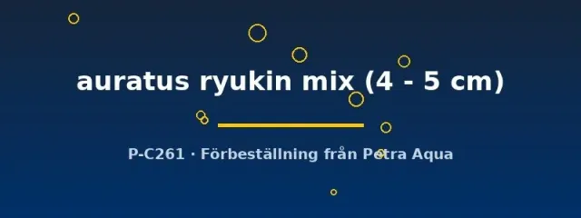 Näsets Ciklidhobby Ryukin mix 4–5 cm slöjstjärt kallvatten