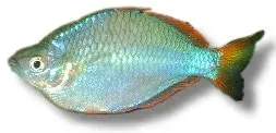 Näsets Ciklidhobby Melanotaenia praecox regnbågsfisk 3,5–4 cm blå