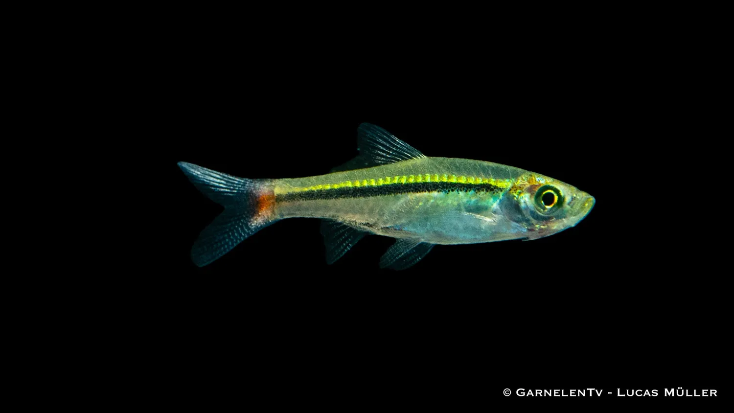 Garnelen TV Rasbora borapetensis stimfisk
