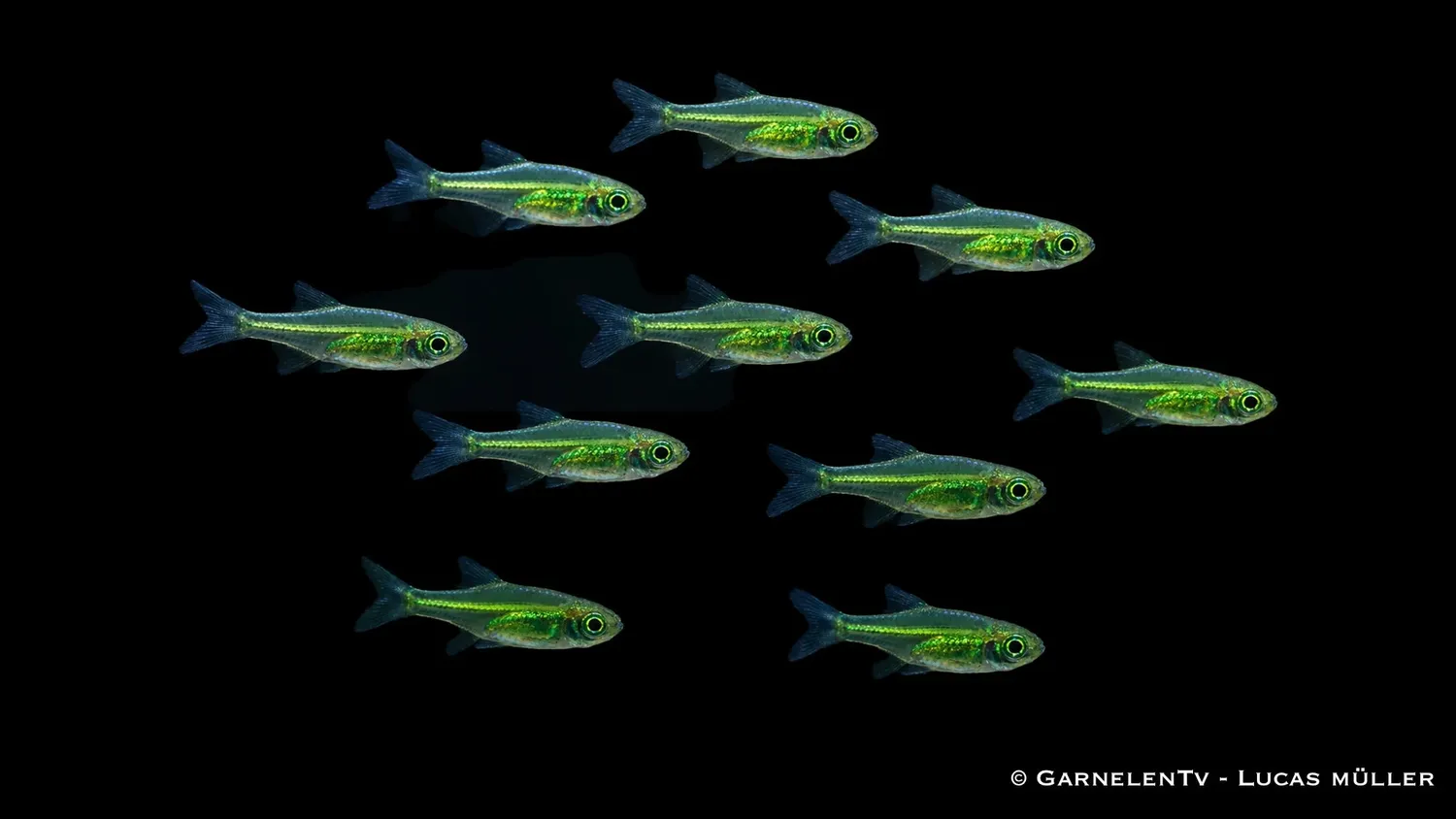 Garnelen TV Microdevario kubotai bärbling 10-pack grön