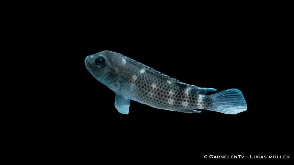 Puckelciklid Steatocranus casuarius ciklid 4 cm