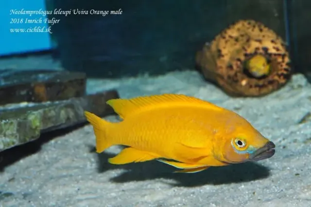 Näsets Ciklidhobby Neolamprologus leleupi Uvira orange apelsinciklid 3,5–4 cm