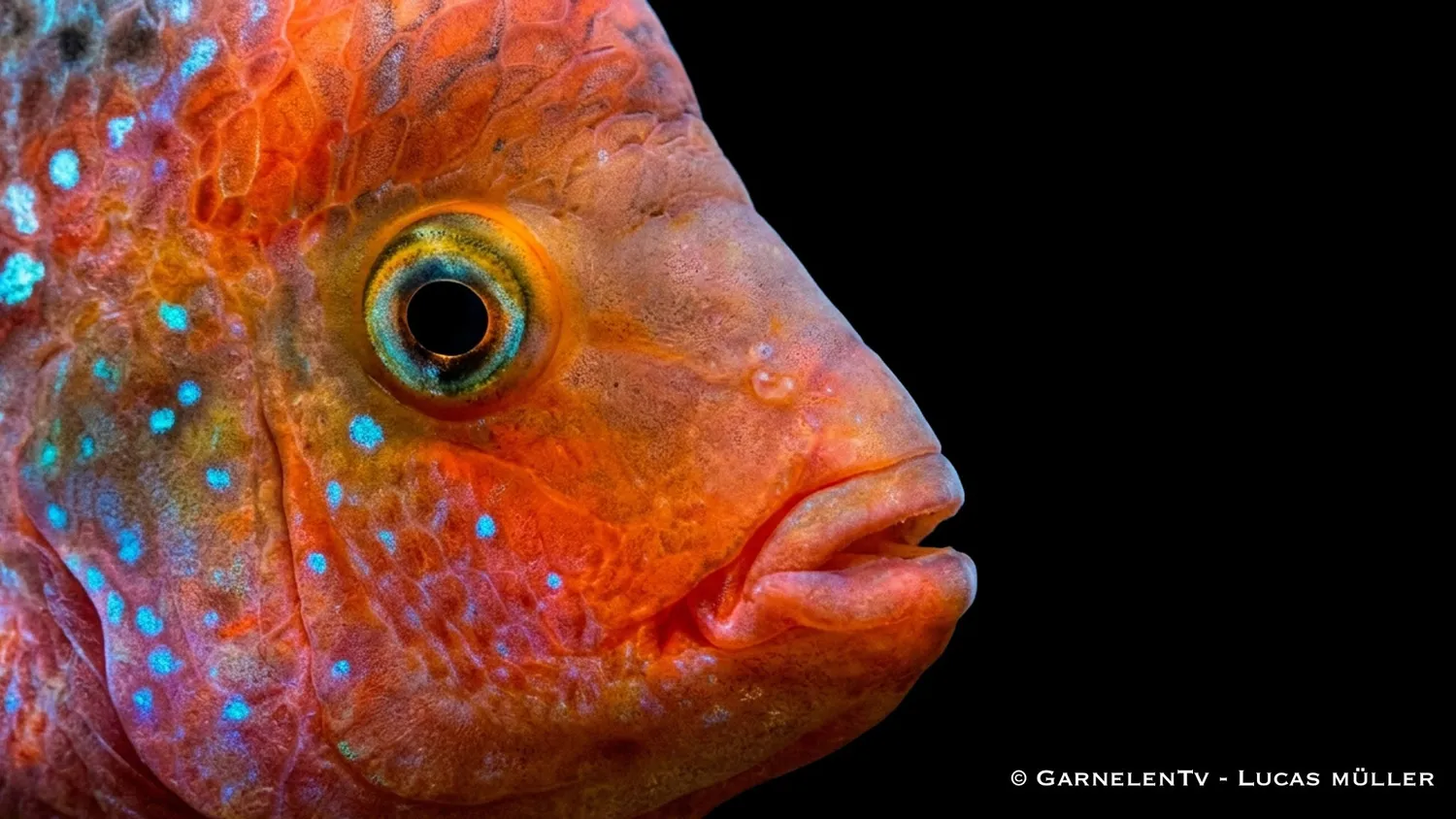 Garnelen TV Blue Spotted eldhuvudcichlid Cichlasoma synspilum
