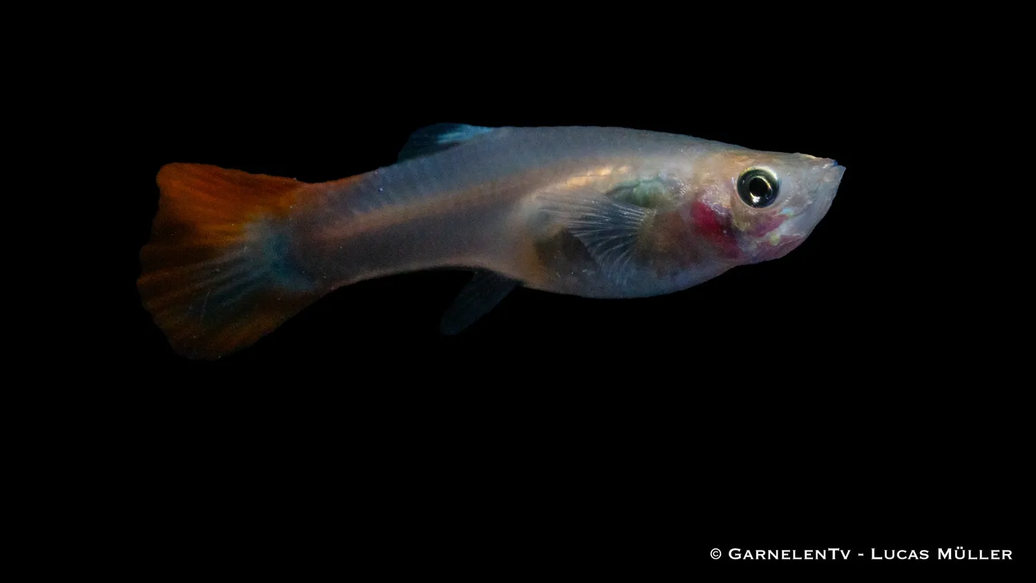 Garnelen TV Guppy Flame hona akvariefisk Poecilia reticulata
