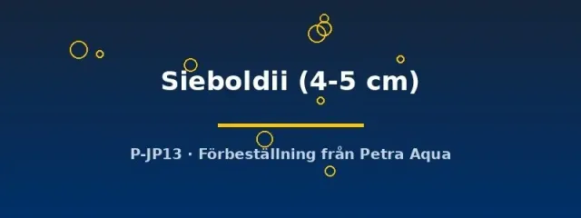 Näsets Ciklidhobby sieboldii ciklid akvariefisk 4–5 cm