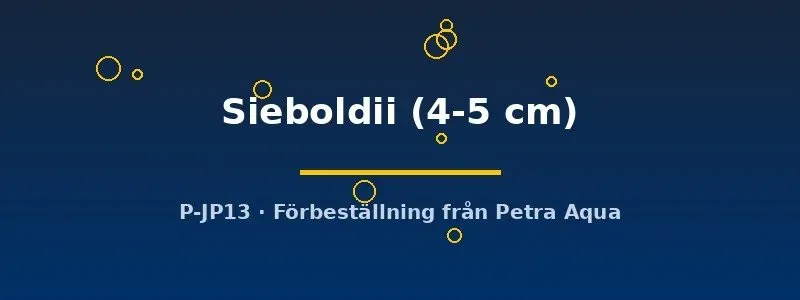Näsets Ciklidhobby sieboldii ciklid akvariefisk 4–5 cm