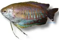 Näsets Ciklidhobby Colisa labiosa gurami 4–5 cm