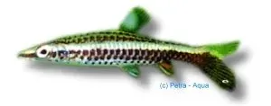 Nannobrycon eques penntetra över 3 cm stimfisk