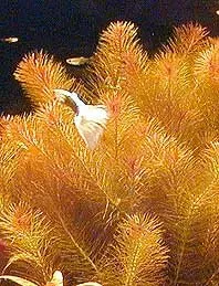 Näsets Ciklidhobby Rotala wallichii akvarieväxt kruka röd