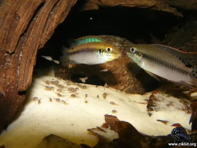 Näsets Enigmatochromis lucanusi ciklid 4–5 cm ovanlig