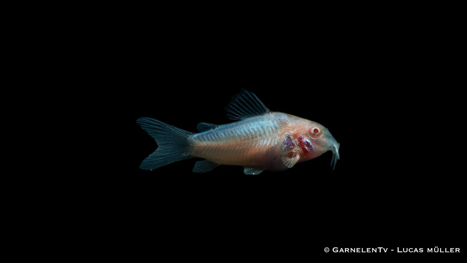 Garnelen TV Metallpansarmal albino bottenfisk grupp
