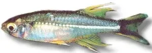 Näsets Ciklidhobby Telmatherina ladigesi stimfisk 1,5–2 cm