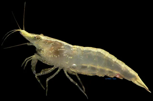 Näsets Ciklidhobby Neocaridina palmata green räka 1 cm grön