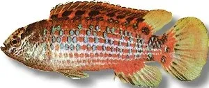 Näsets Ciklidhobby Badis badis akvariefisk 1,5–2,5 cm lugn