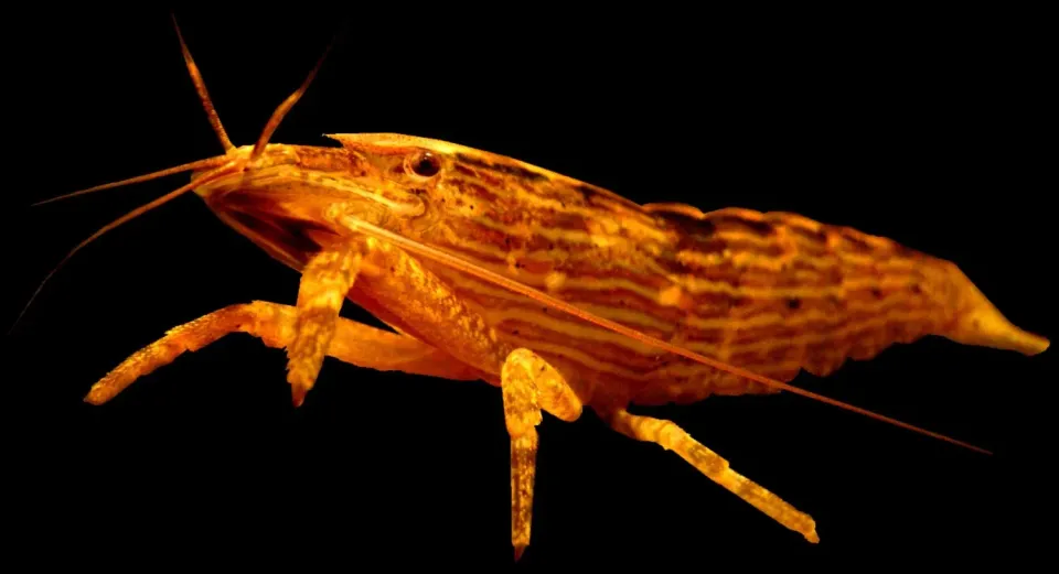 Näsets Ciklidhobby Atyopsis moluccensis akvarieräka 5–7 cm filterräka